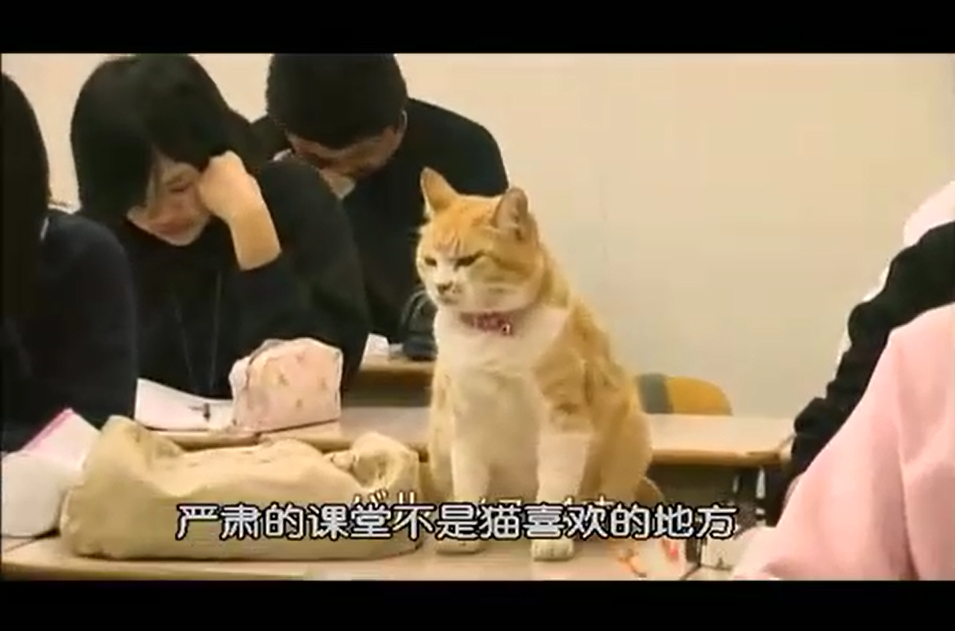 猫咪物语2剧照的剧照