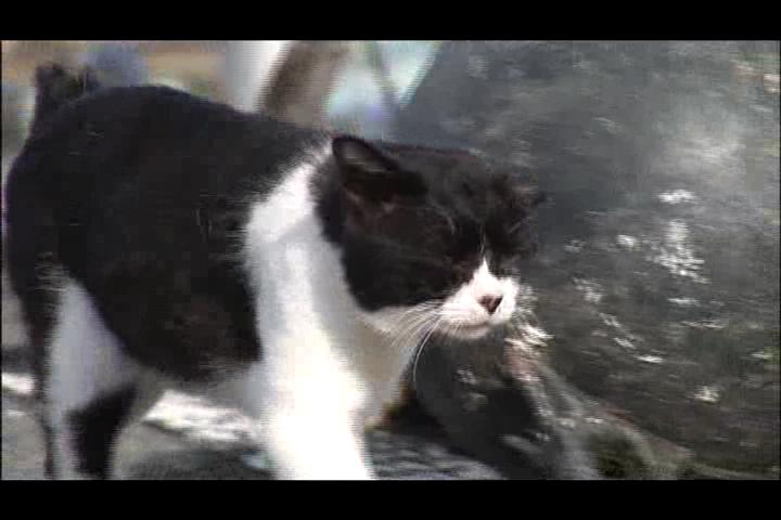 猫咪物语2剧照的剧照