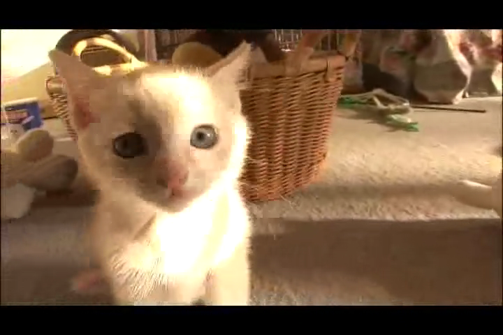 猫咪物语2剧照的剧照