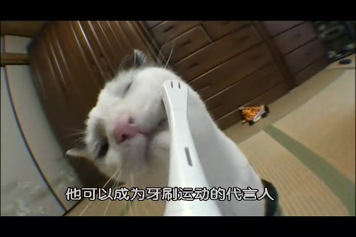 猫咪物语2剧照的剧照