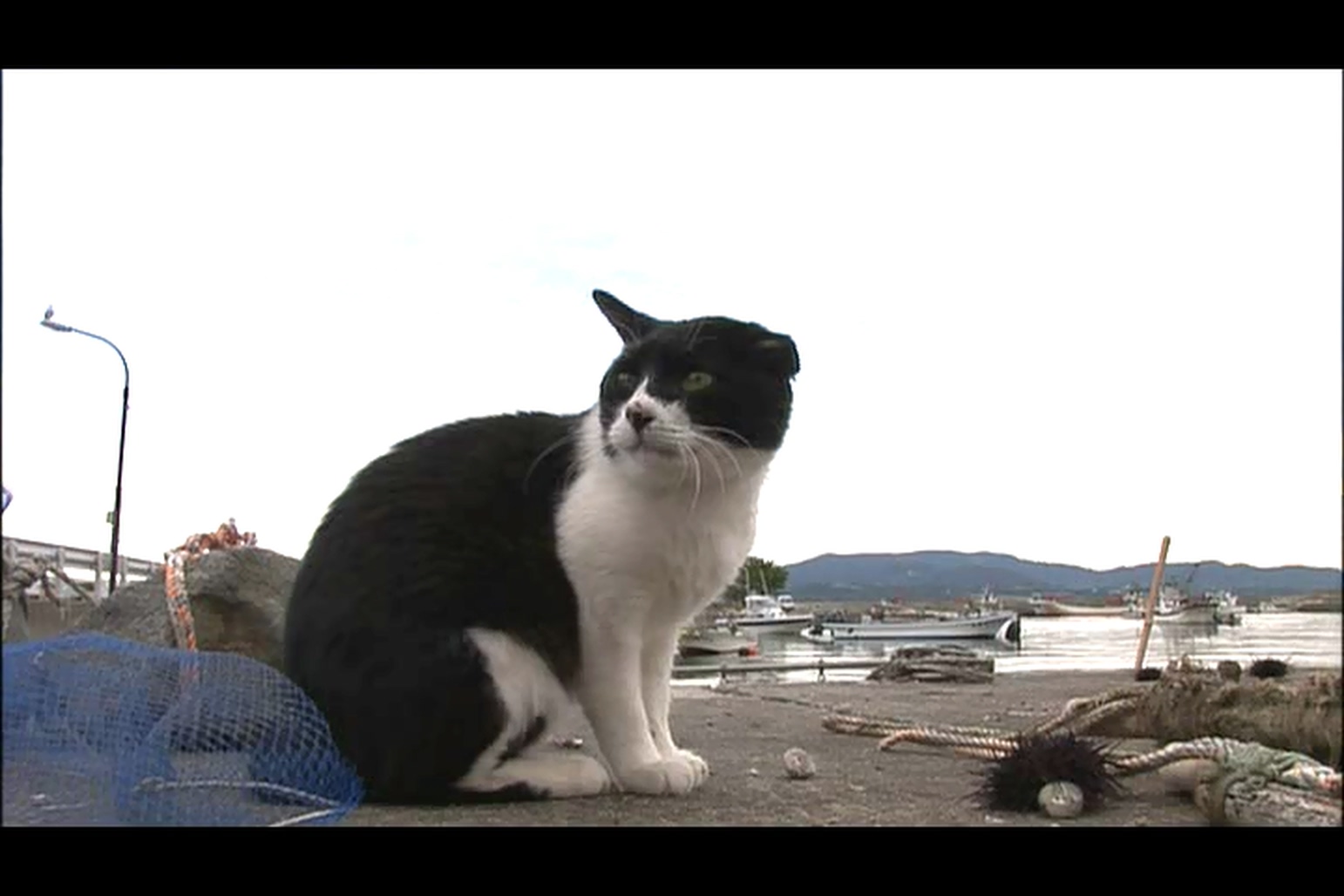 猫咪物语3剧照的剧照