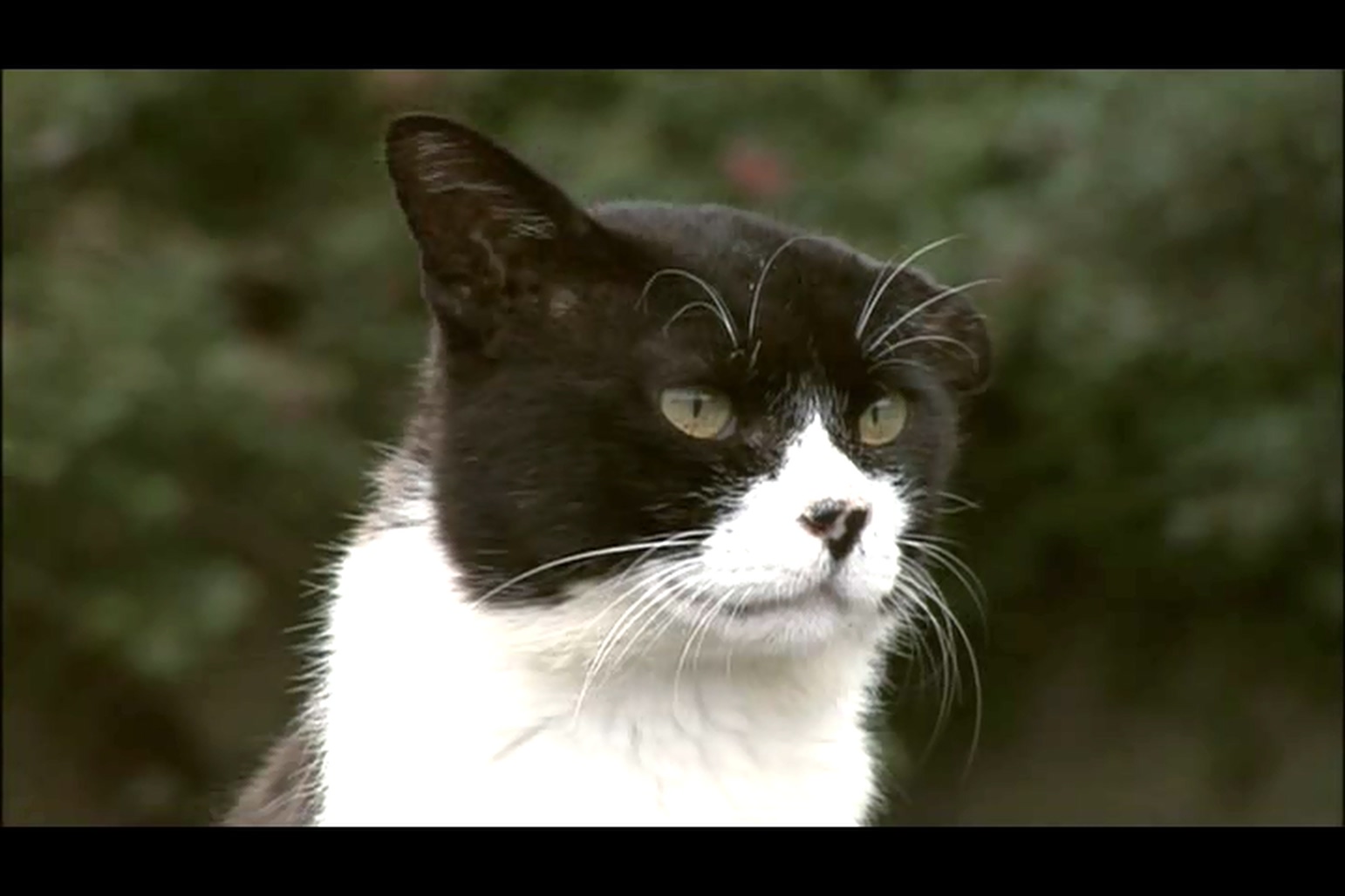 猫咪物语3剧照的剧照