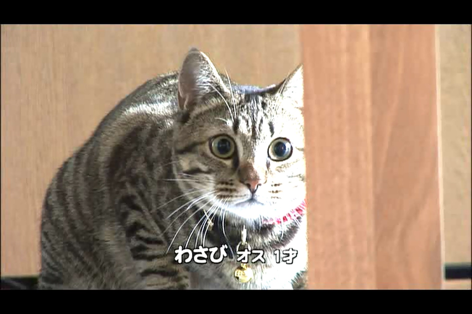 猫咪物语3剧照的剧照