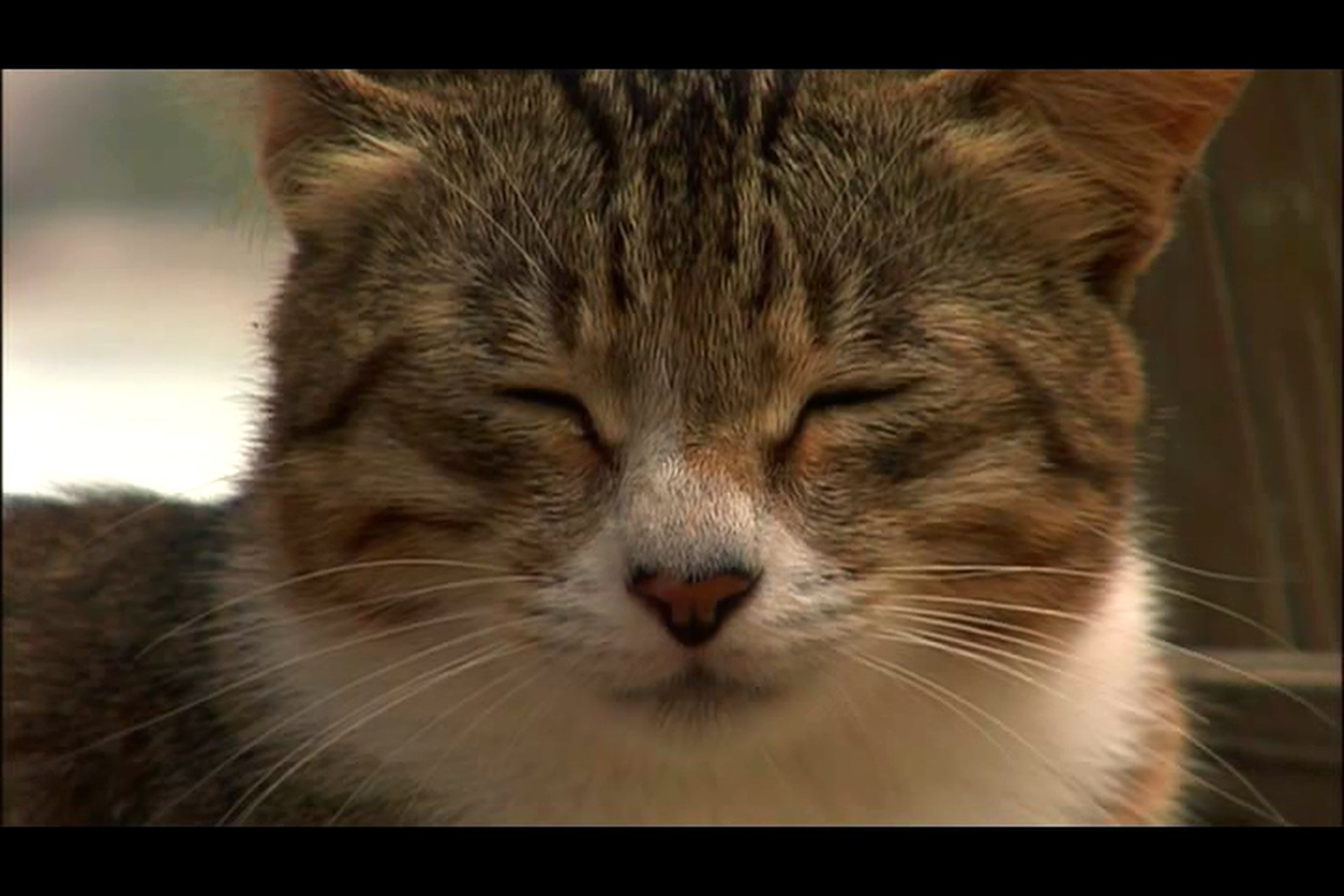 猫咪物语3剧照的剧照