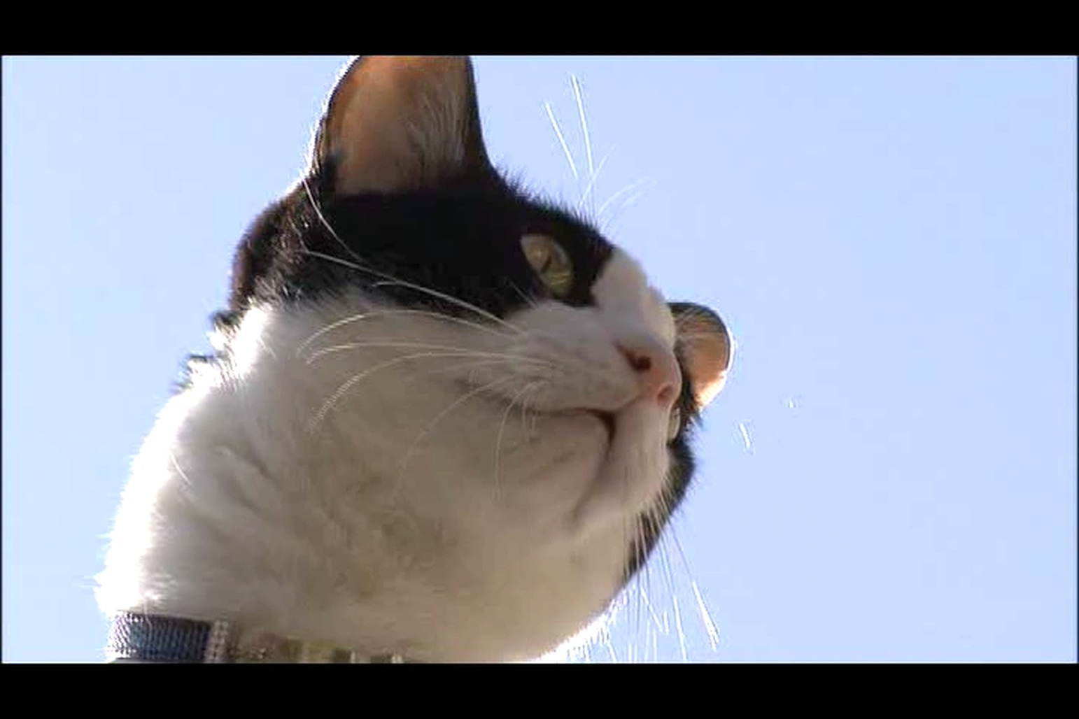 猫咪物语3剧照的剧照