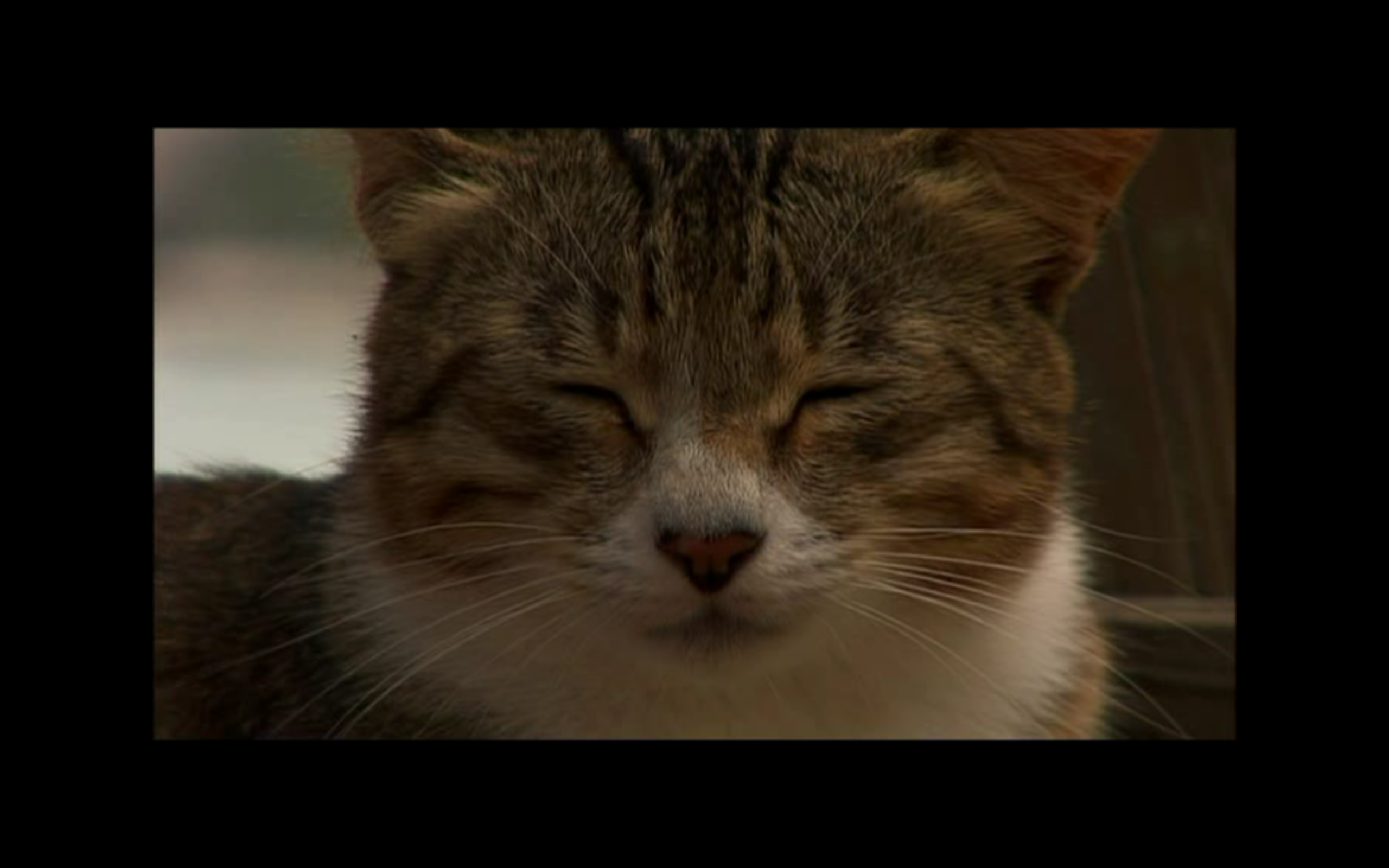 猫咪物语3剧照的剧照