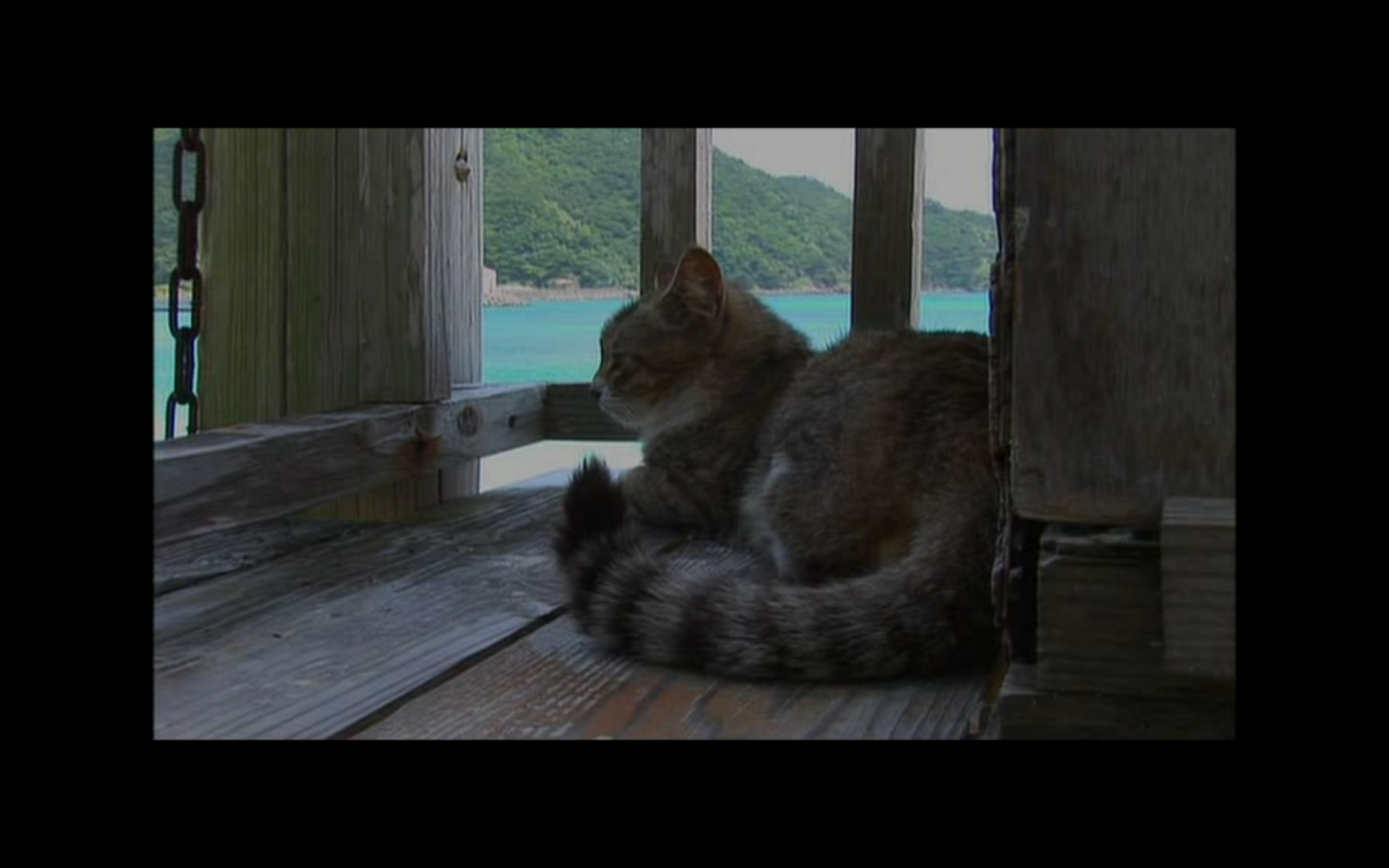 猫咪物语3剧照的剧照