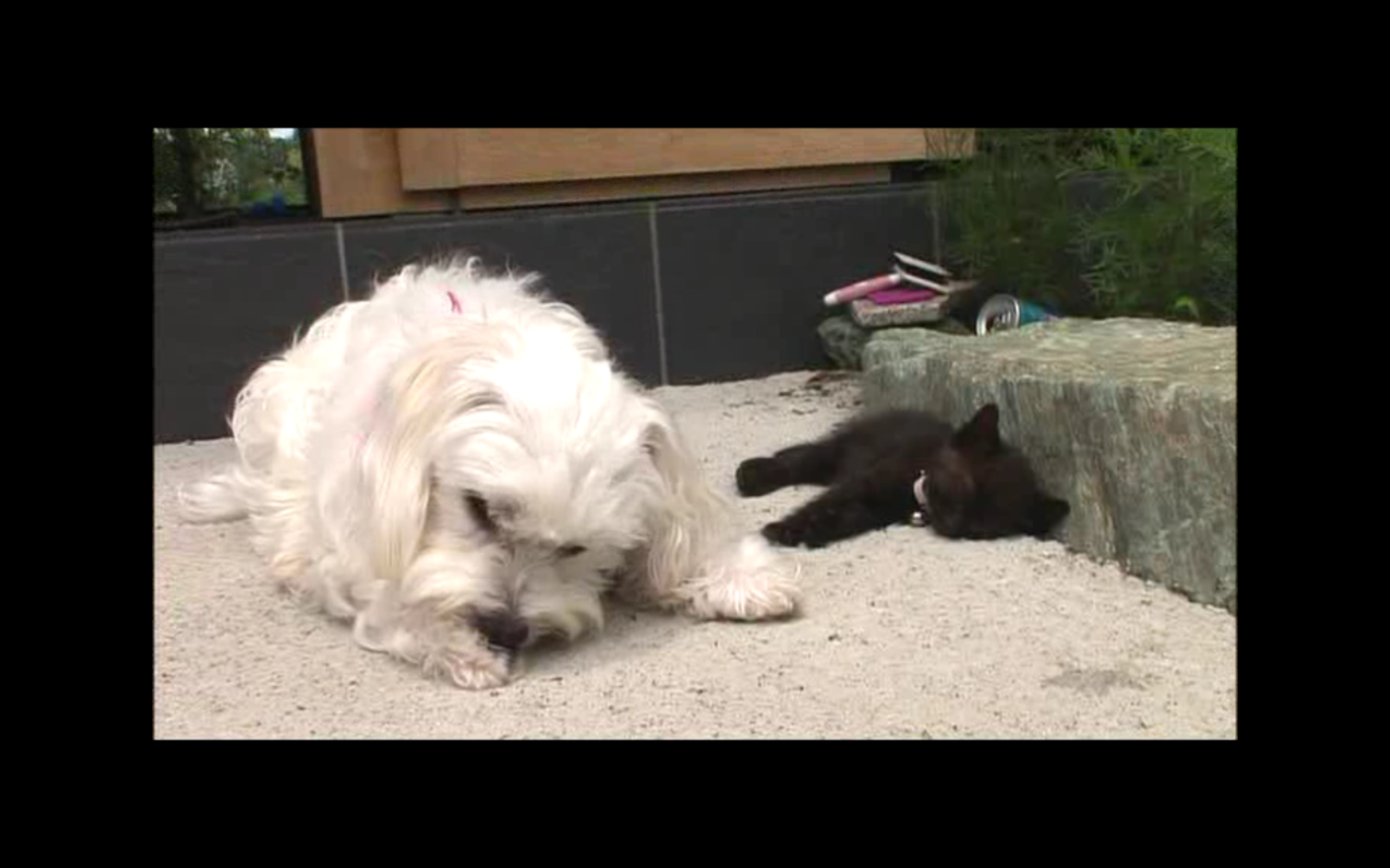 猫咪物语3剧照的剧照