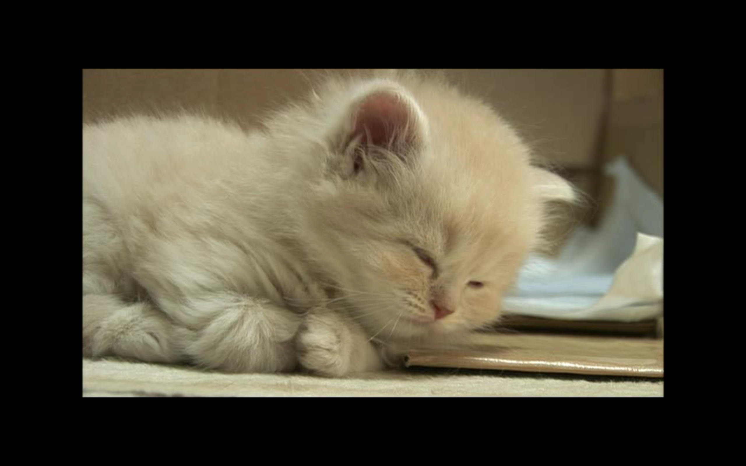 猫咪物语3剧照的剧照