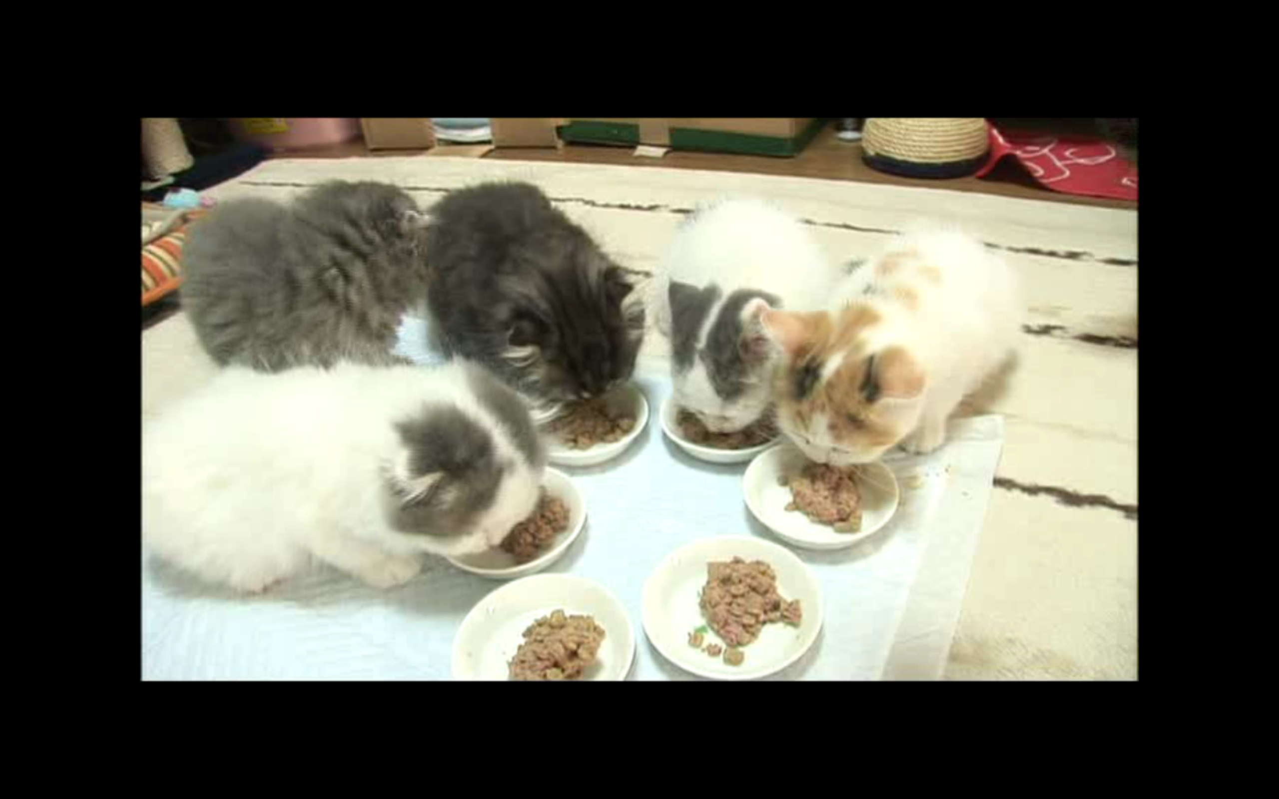 猫咪物语3剧照的剧照