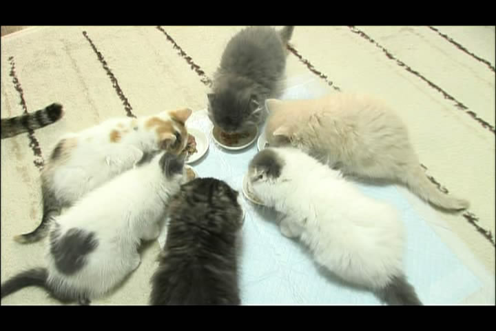 猫咪物语3剧照的剧照