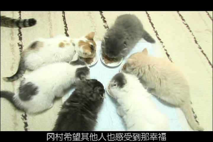 猫咪物语3剧照的剧照