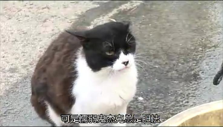 猫咪物语3剧照的剧照