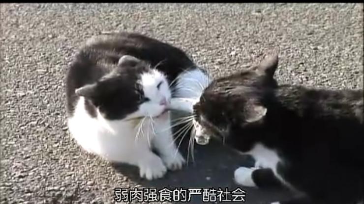 猫咪物语3剧照的剧照