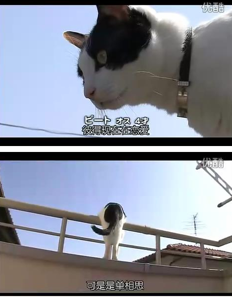 猫咪物语3剧照的剧照