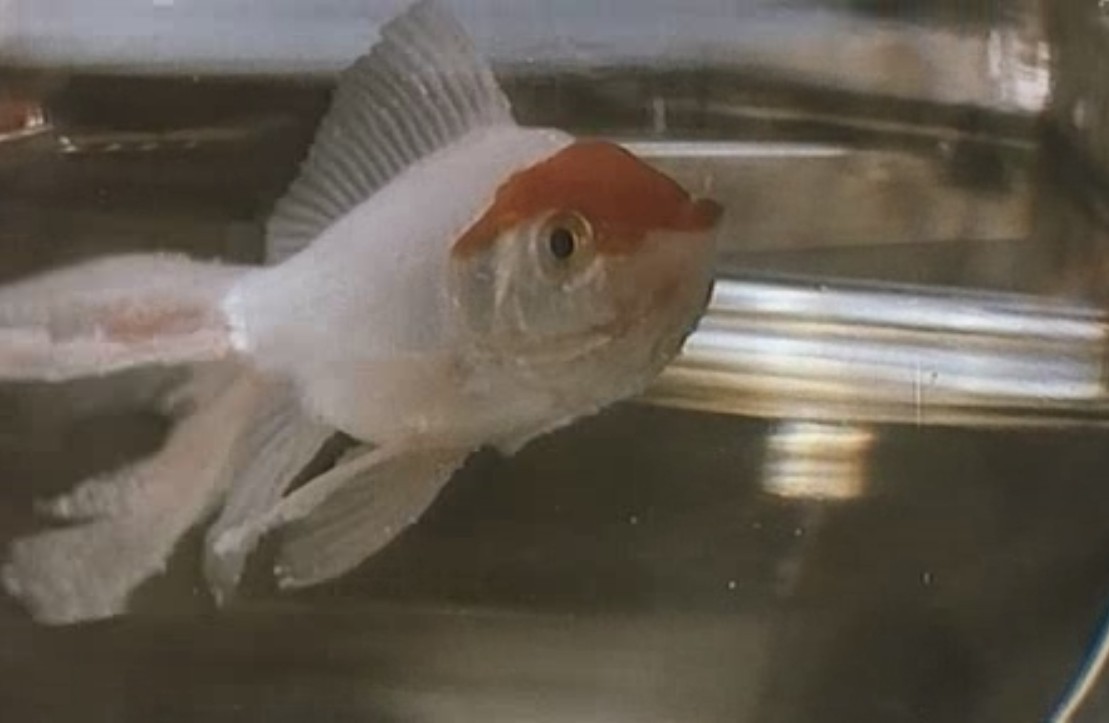 白气球剧照的剧照