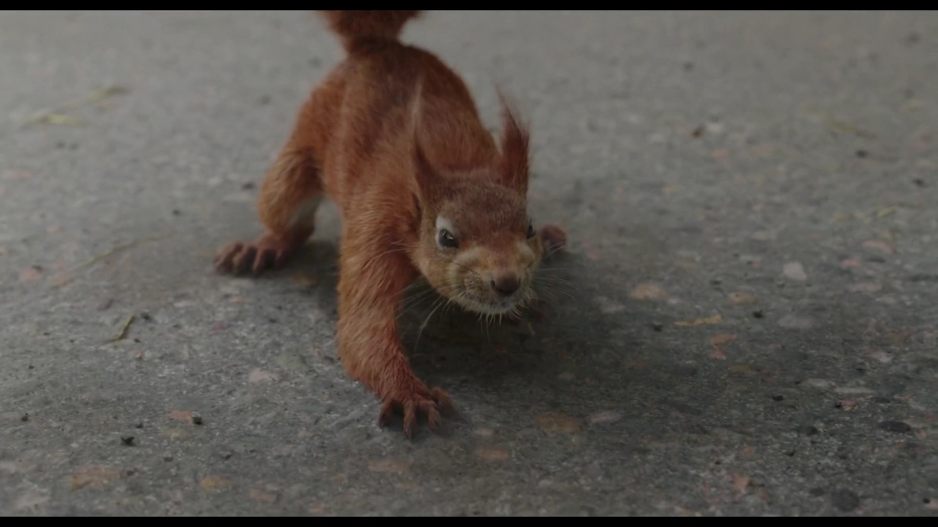 弗罗拉与松鼠侠剧照的剧照