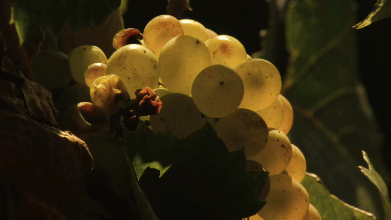 在勃艮第的一年剧照的剧照