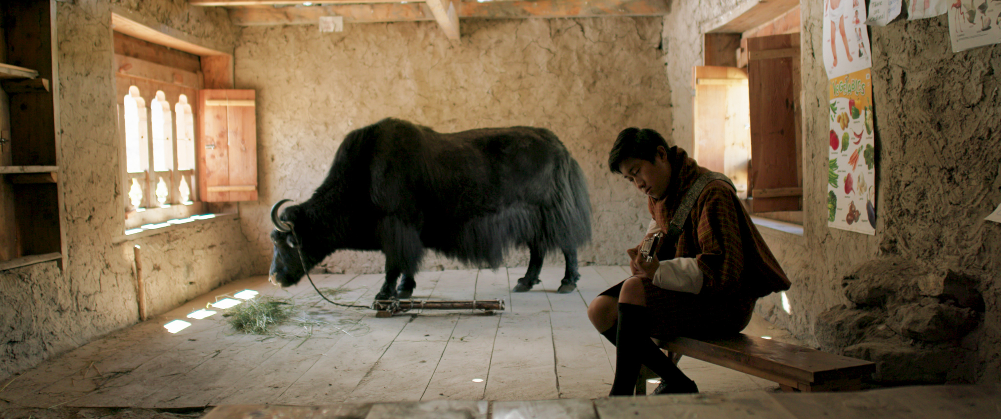 教室里的一头牦牛剧照的剧照