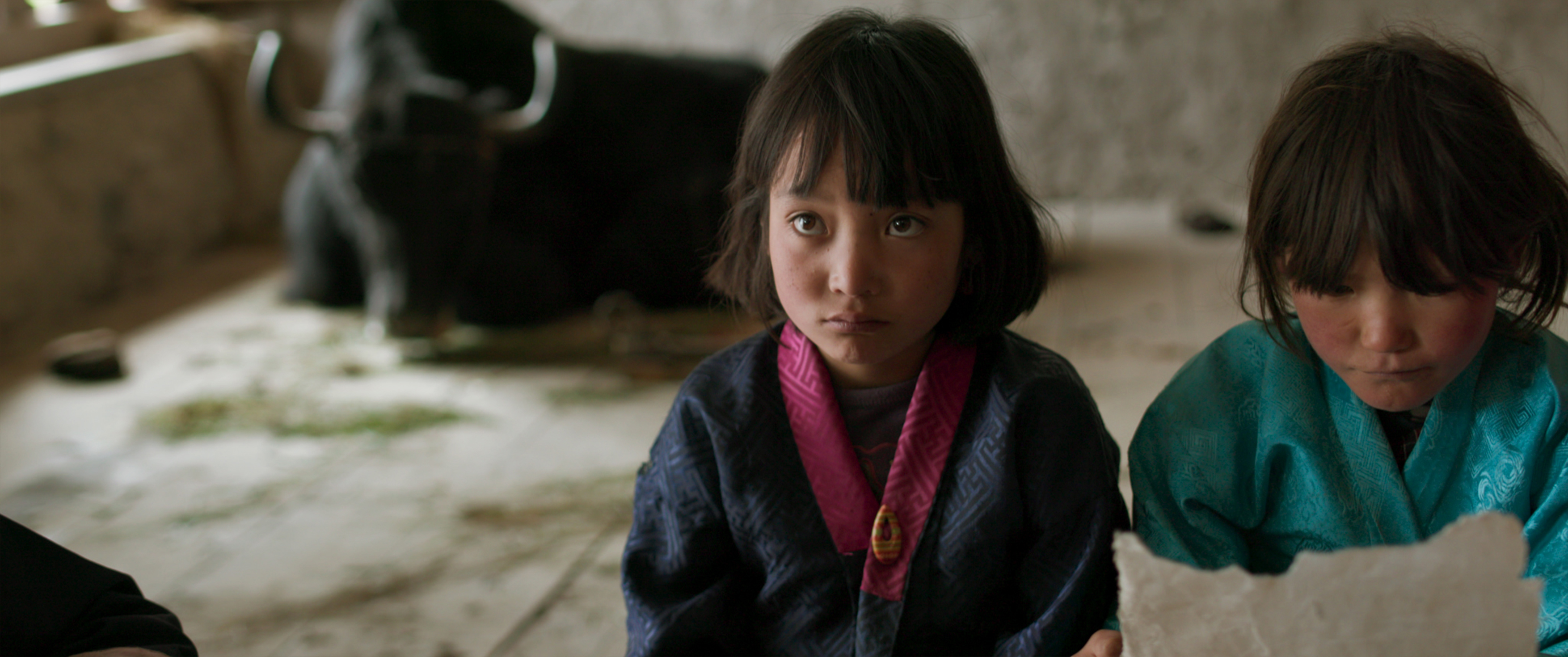 教室里的一头牦牛剧照的剧照