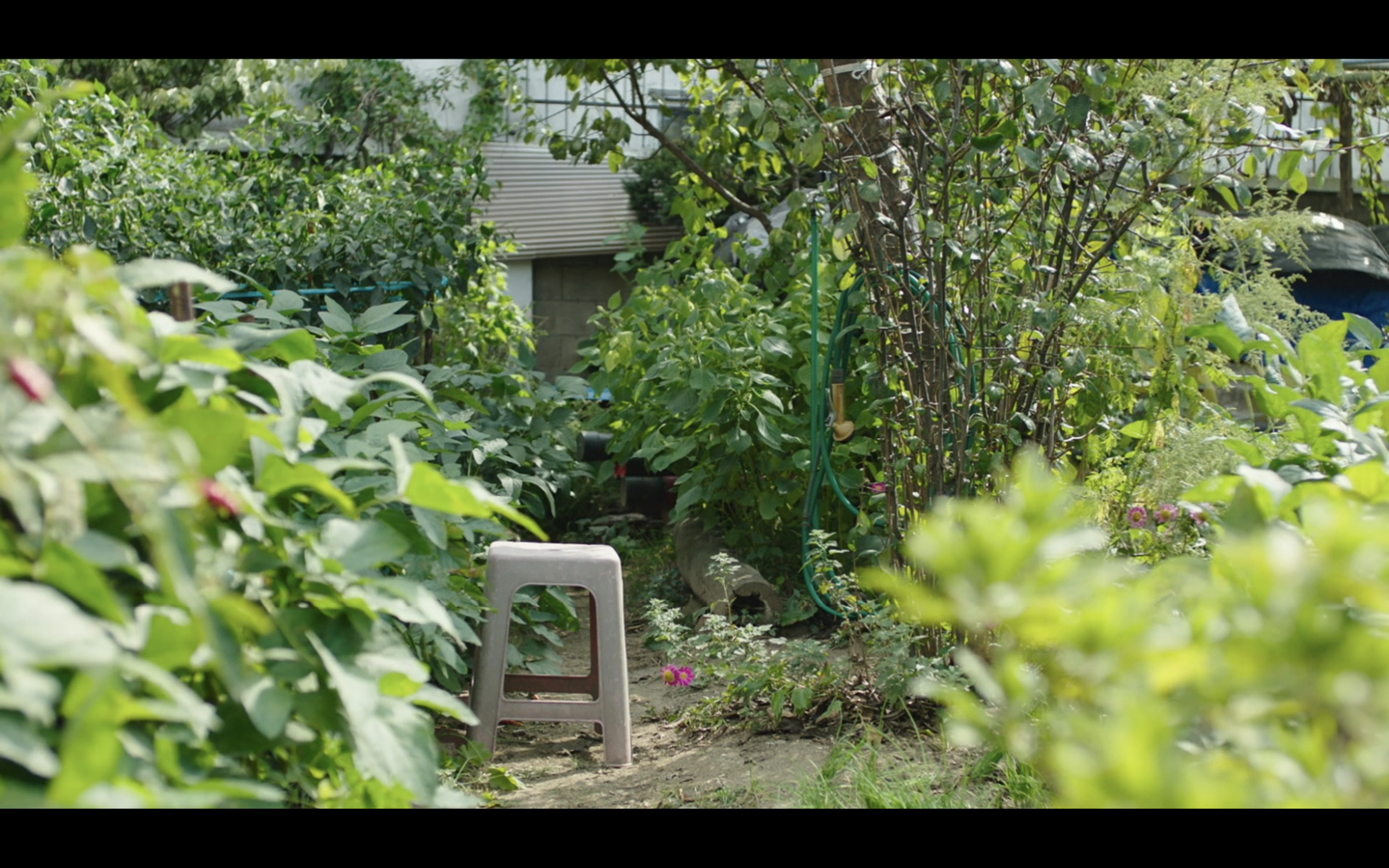 姐弟的夏夜剧照的剧照