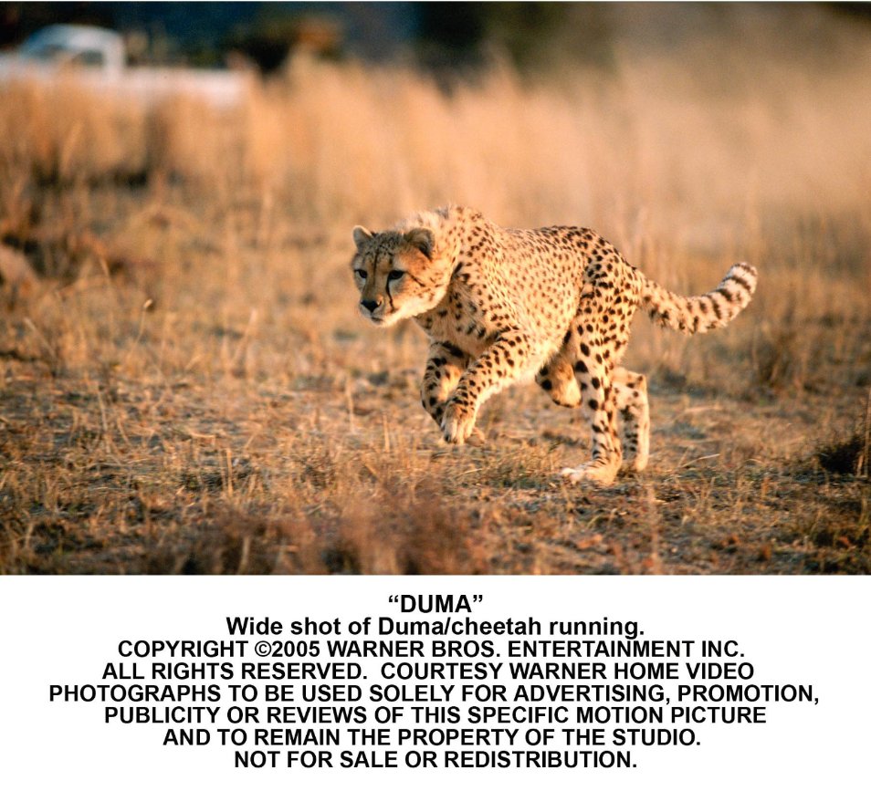 杜玛剧照的剧照