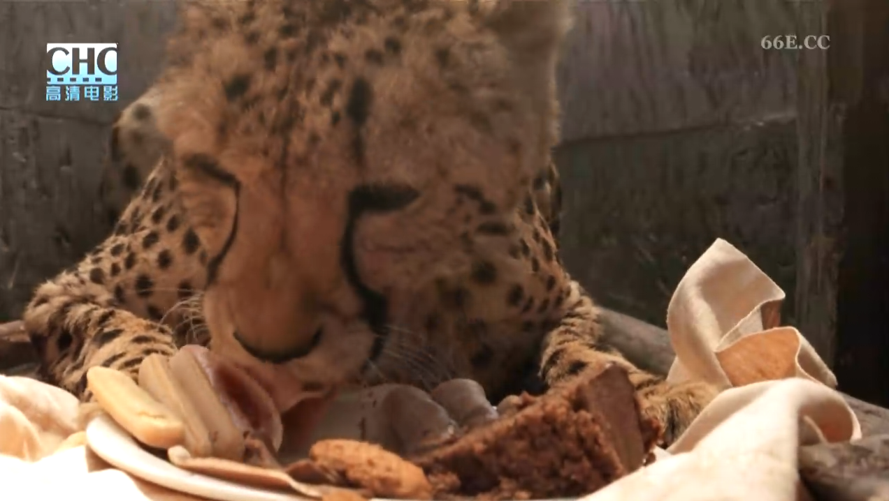 杜玛剧照的剧照