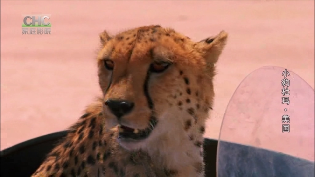 杜玛剧照的剧照