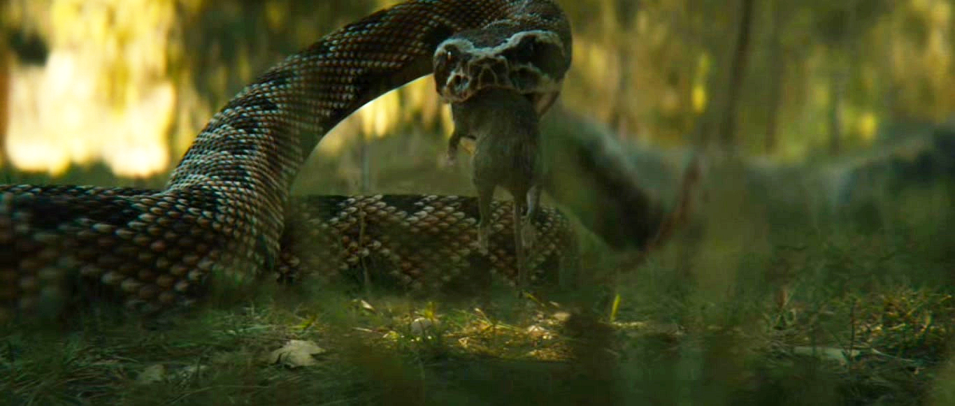 未命名【铁血战士】相关电影剧照的剧照