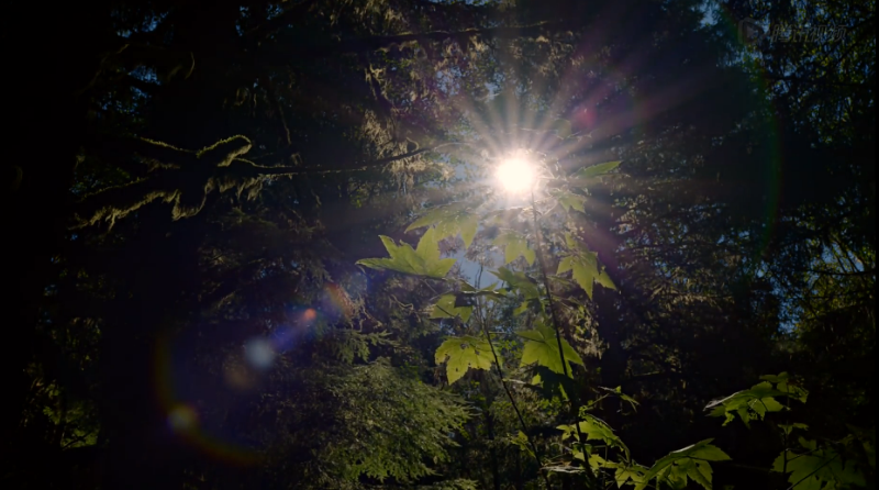 熊世界剧照的剧照