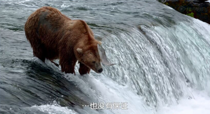 熊世界剧照的剧照