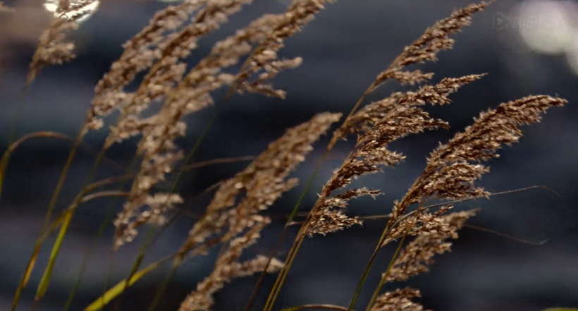 熊世界剧照的剧照