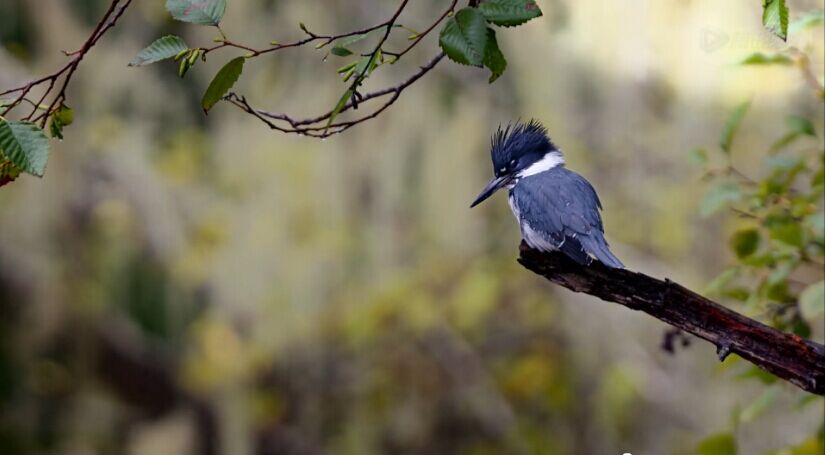 熊世界剧照的剧照