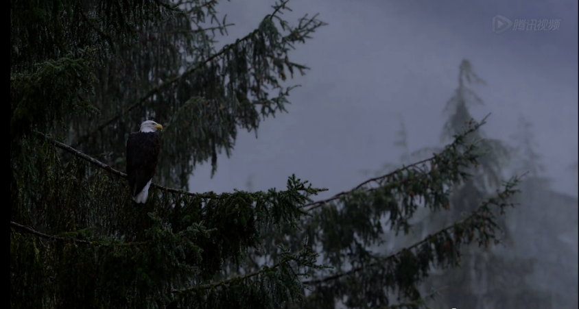 熊世界剧照的剧照