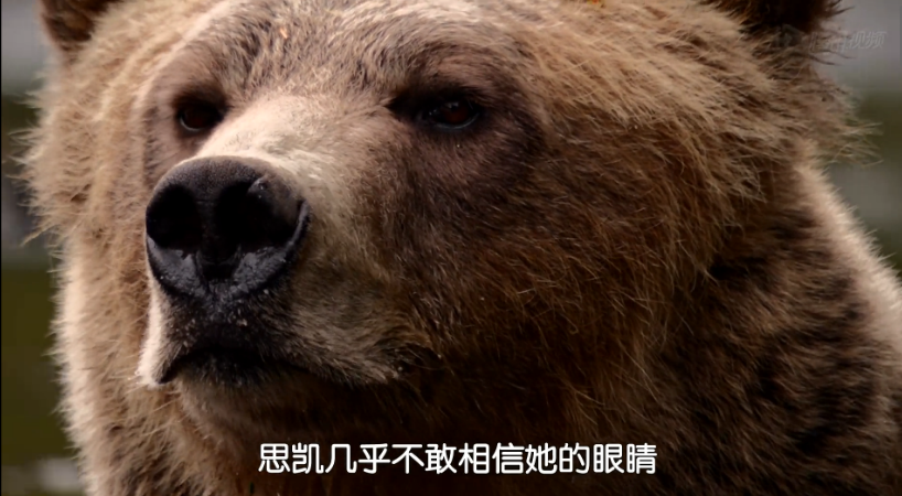 熊世界剧照的剧照