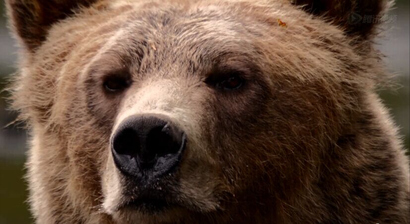 熊世界剧照的剧照