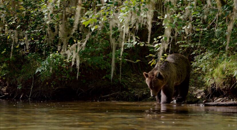 熊世界剧照的剧照