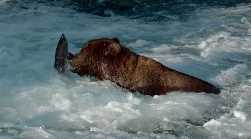 熊世界剧照的剧照