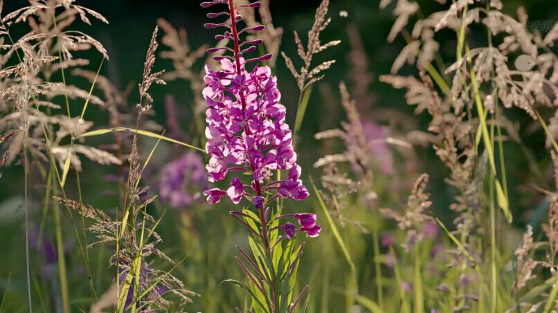 熊世界剧照的剧照
