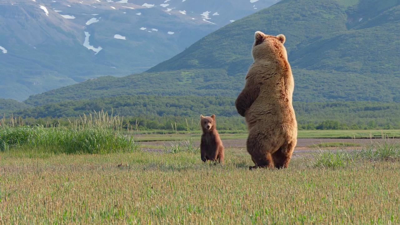 熊世界剧照的剧照