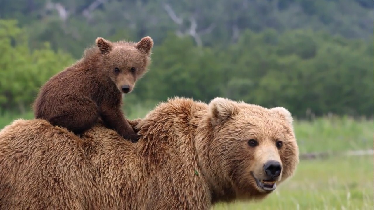 熊世界剧照的剧照
