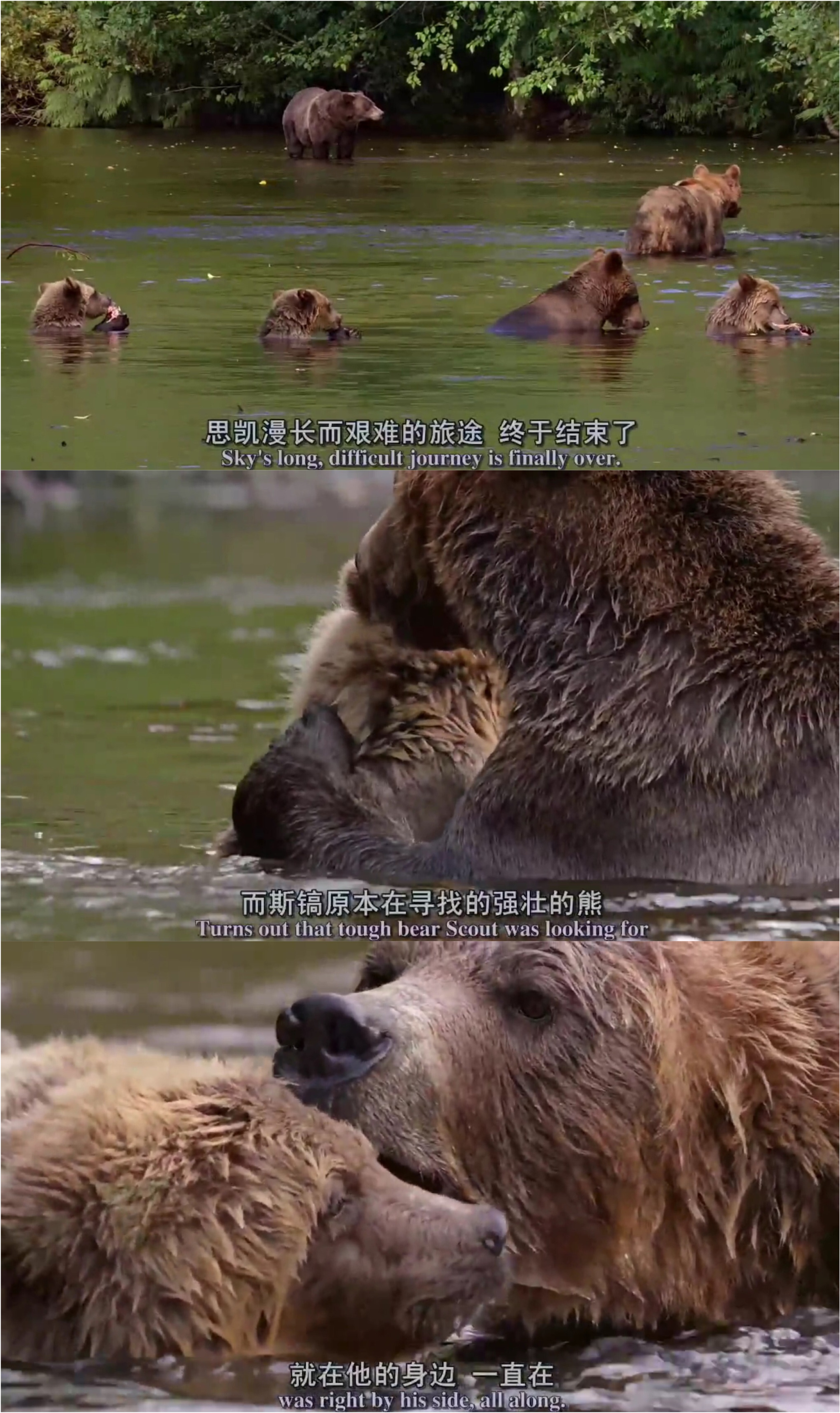 熊世界剧照的剧照