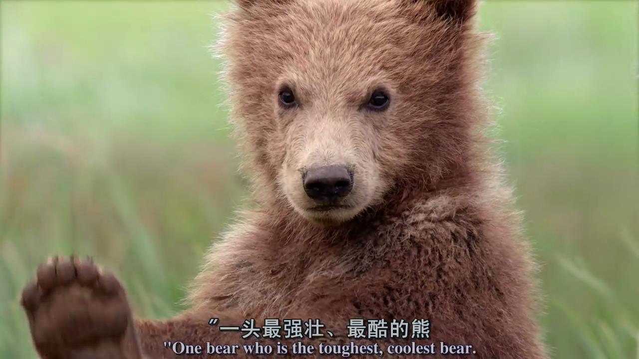 熊世界剧照的剧照