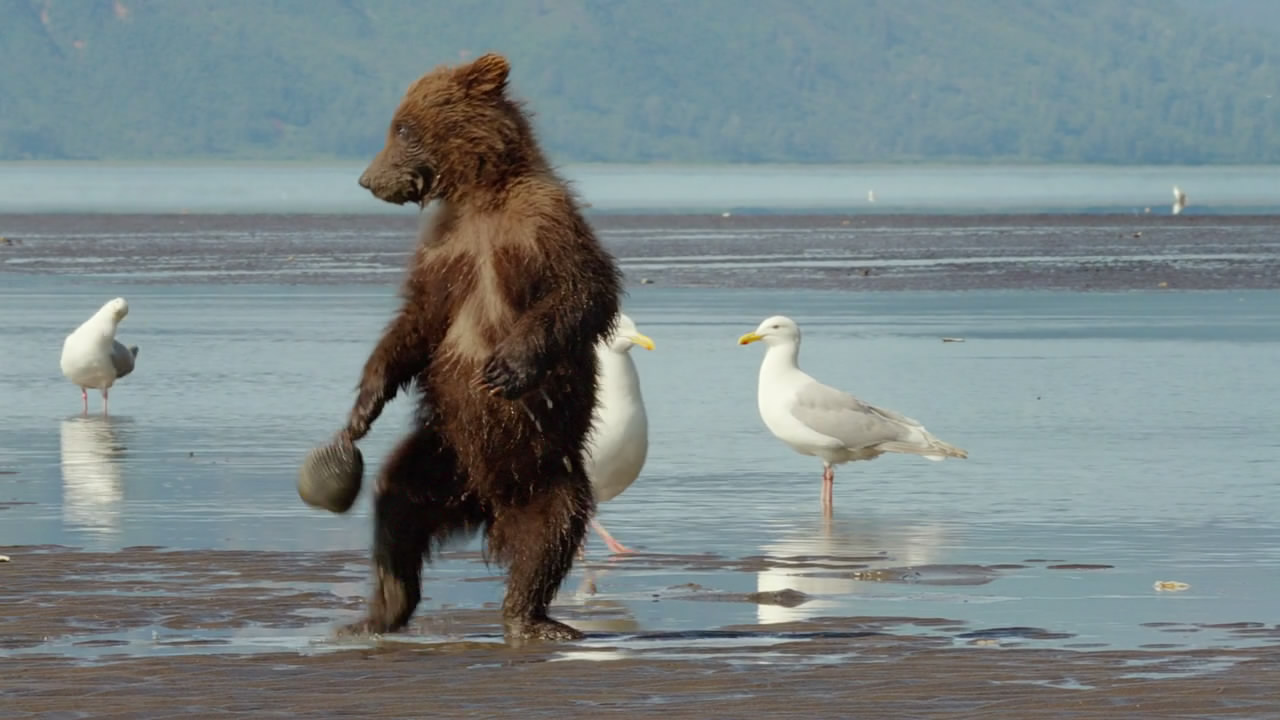 熊世界剧照的剧照
