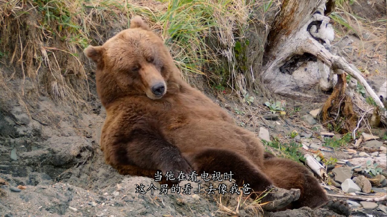 熊世界剧照的剧照