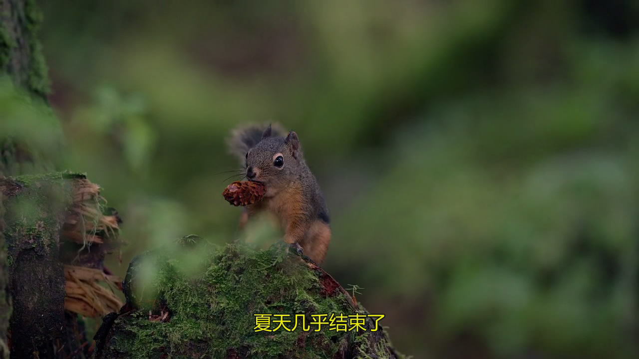 熊世界剧照的剧照