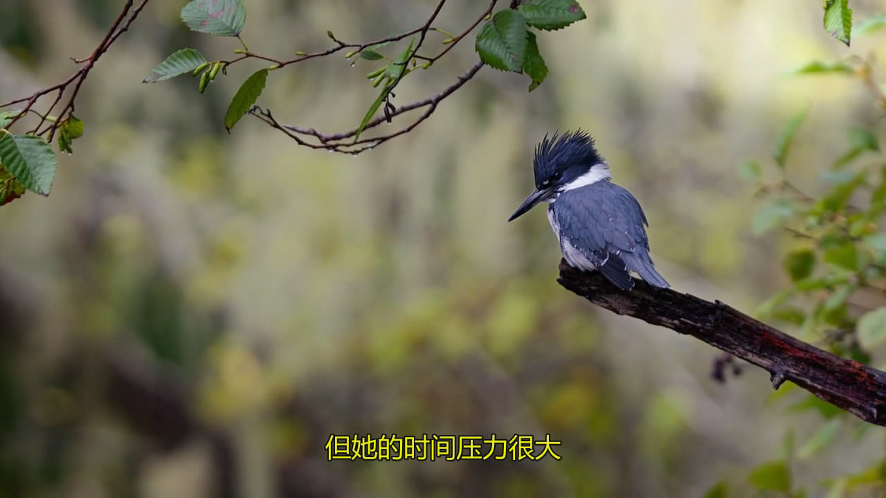 熊世界剧照的剧照