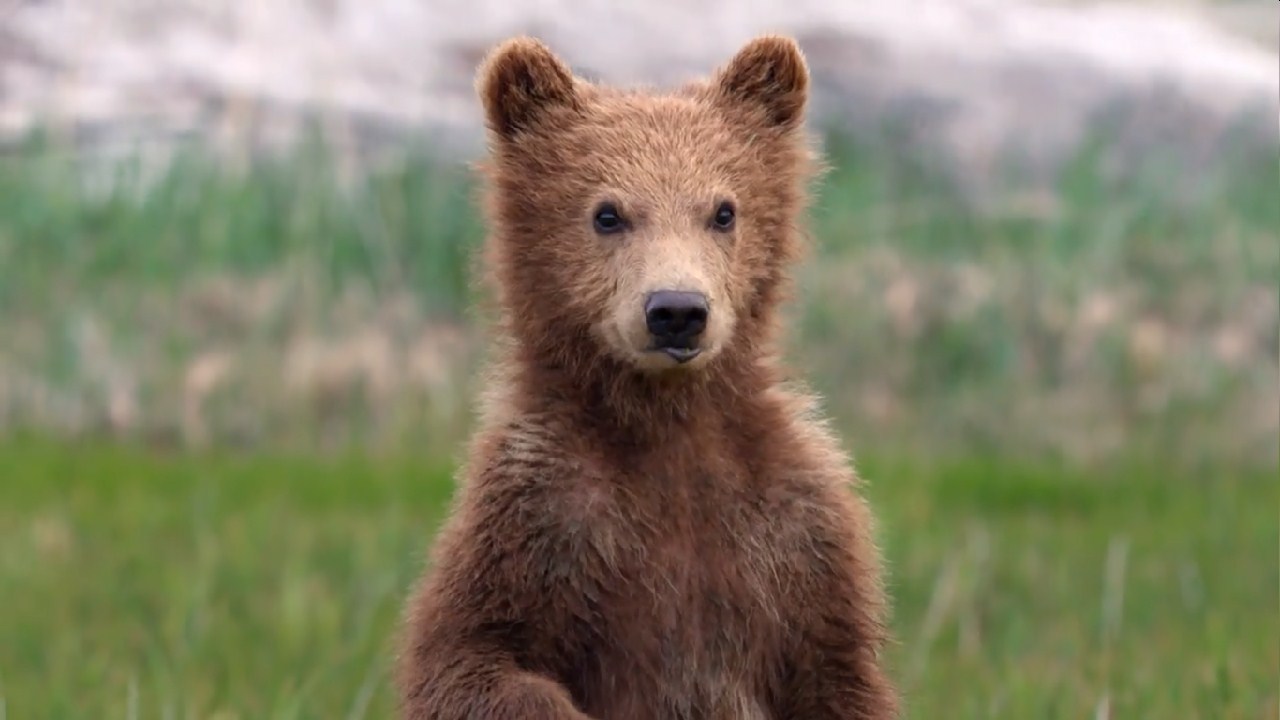 熊世界剧照的剧照