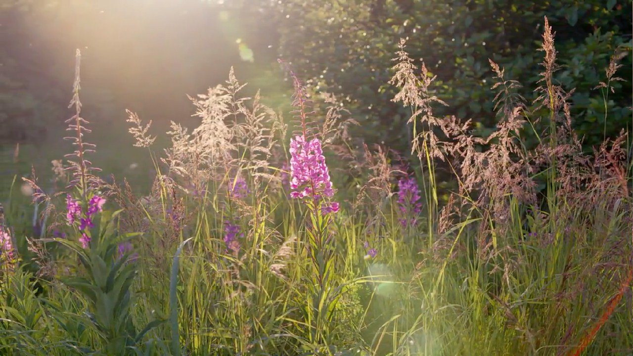 熊世界剧照的剧照