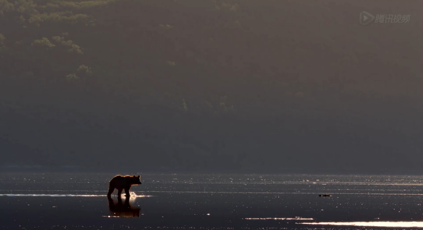 熊世界剧照的剧照